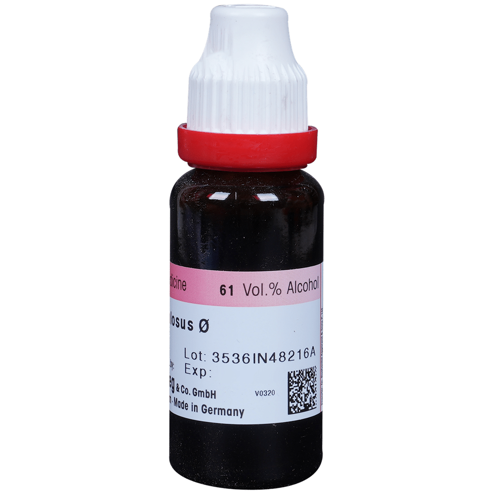 Dr. Reckeweg Fucus Vesic Mother Tincture Q Dr. Reckeweg Fucus Vesic Mother Tincture Q