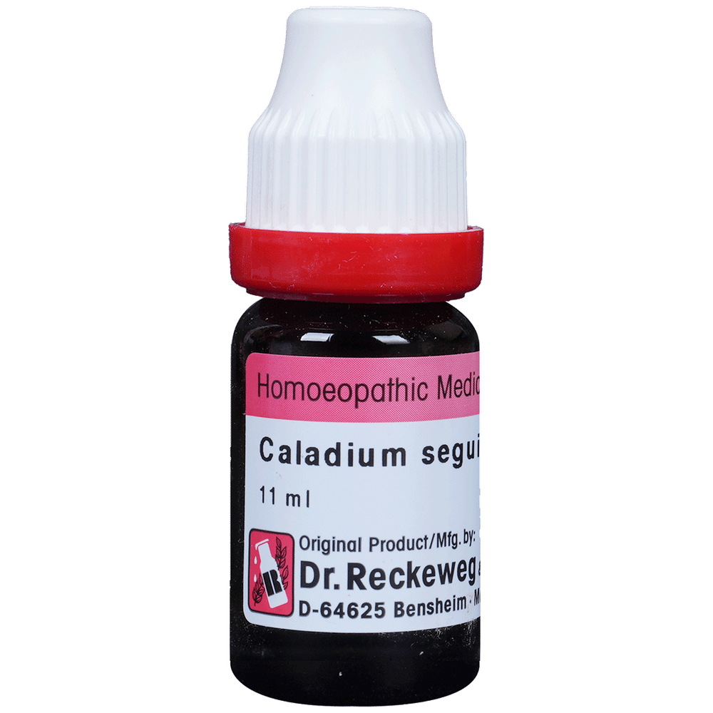 Dr. Reckeweg Caladium Seg Dilution 200 CH Dr. Reckeweg Caladium Seg Dilution 200 CH