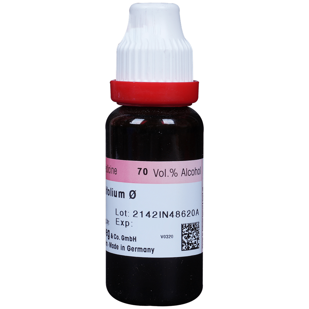Dr. Reckeweg Berberis Aquif Mother Tincture Q Dr. Reckeweg Berberis Aquif Mother Tincture Q
